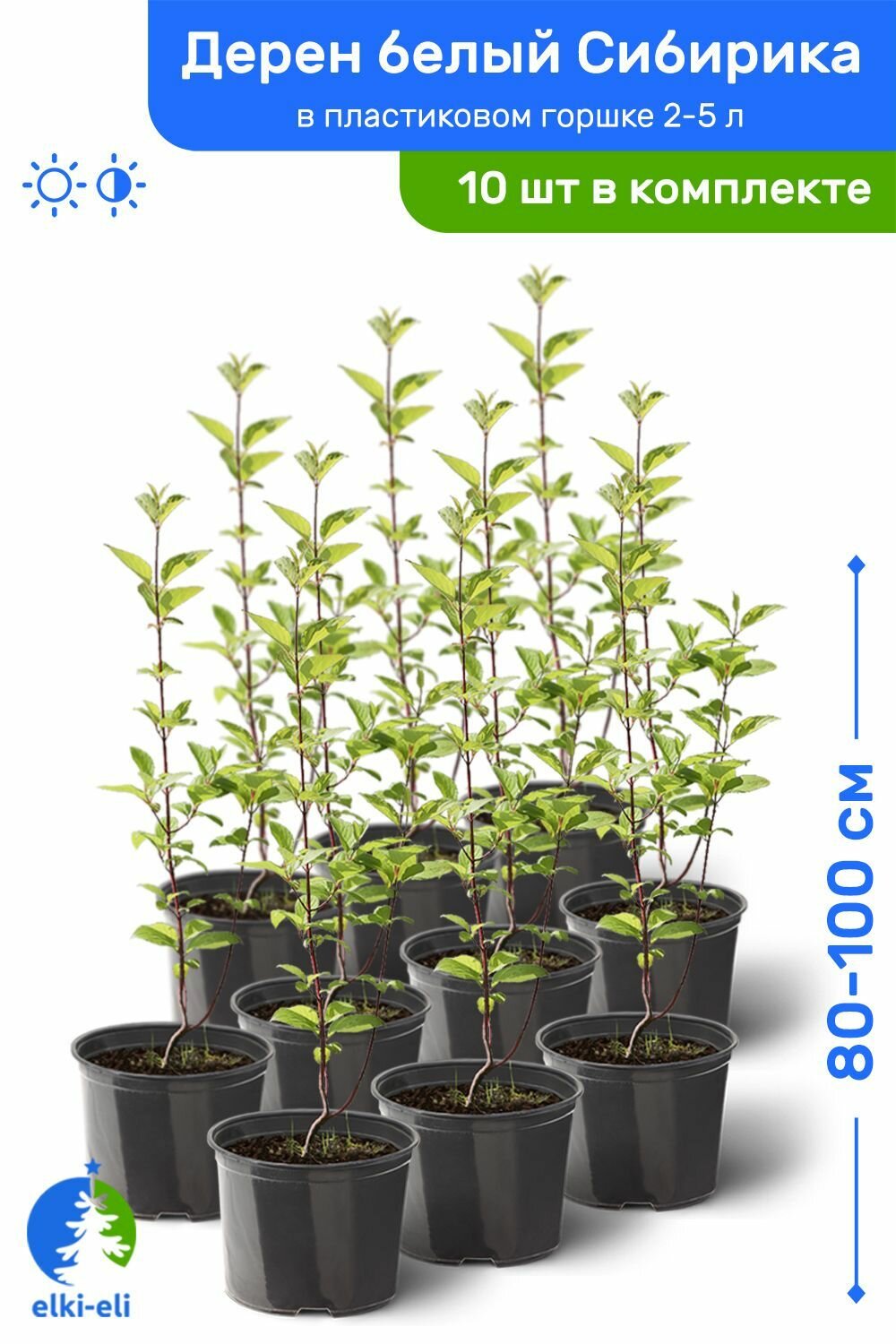 Дерен белый Сибирика 80-100 см в пластиковом горшке 2-5 л саженец лиственное живое растение комплект из 10 шт