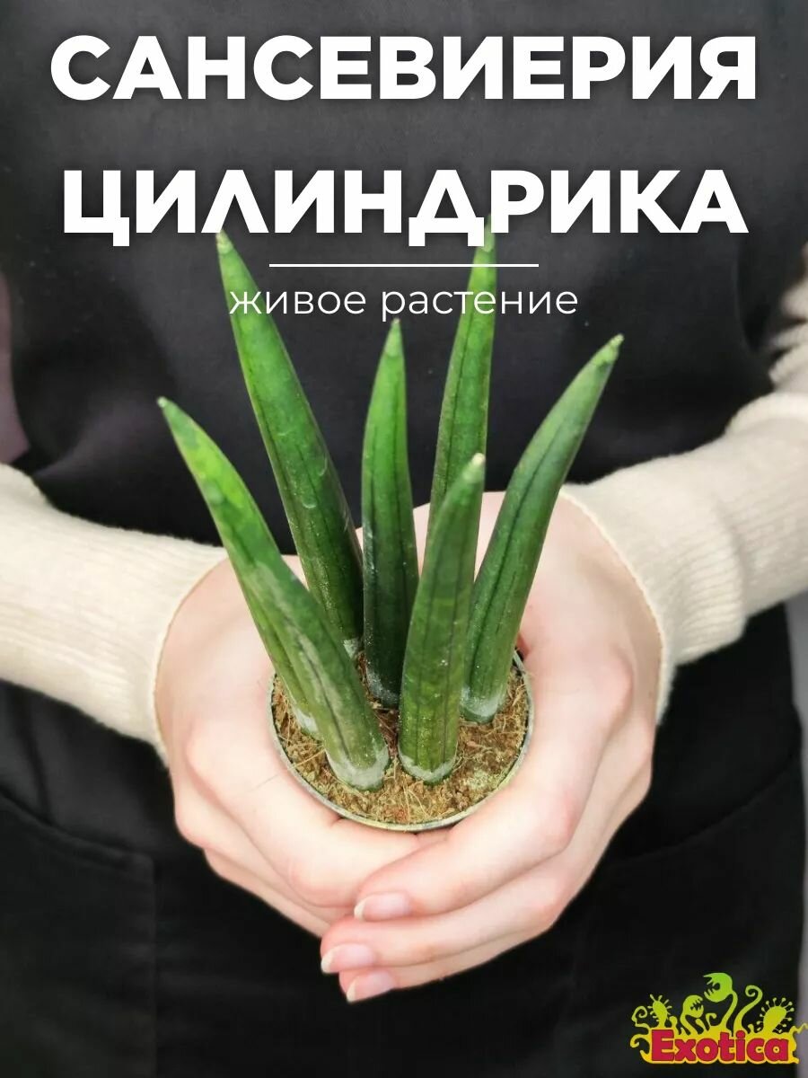 Сансевиерия Цилиндрика Стрейт (Sansevieria cylindrica Straight) D6см, домашний цветок