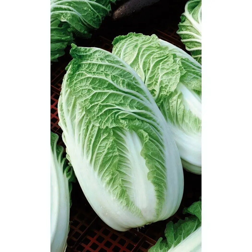 Семена капусты пекинской 'Любаша' 0.3гр раннеспелый сорт вкусный и полезный