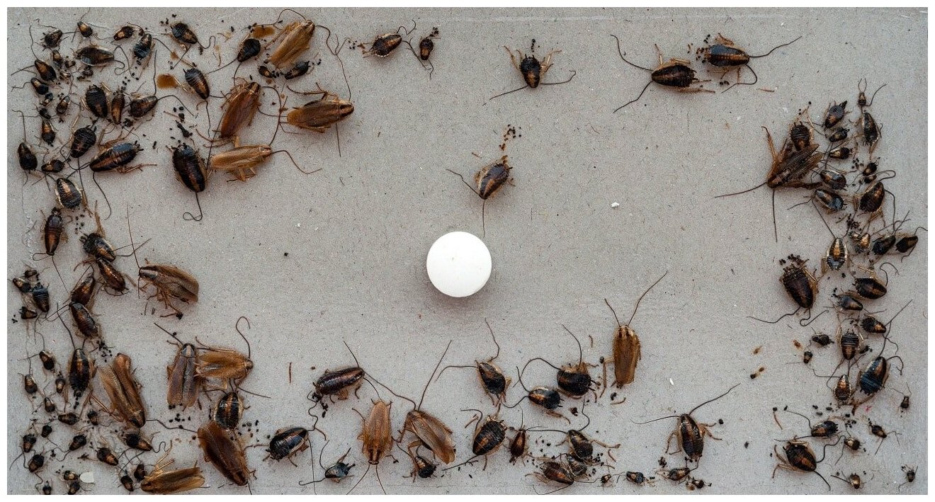Форсайт Ловушка приманка от тараканов с таблеткой - фотография № 4