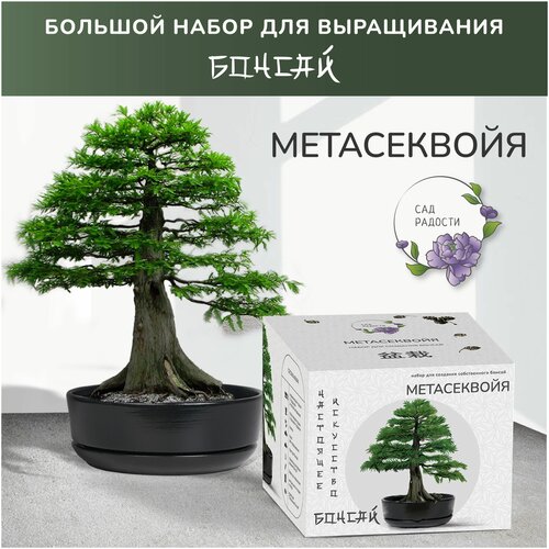 Набор для выращивания растений бонсай Метасеквойя Сад Радости