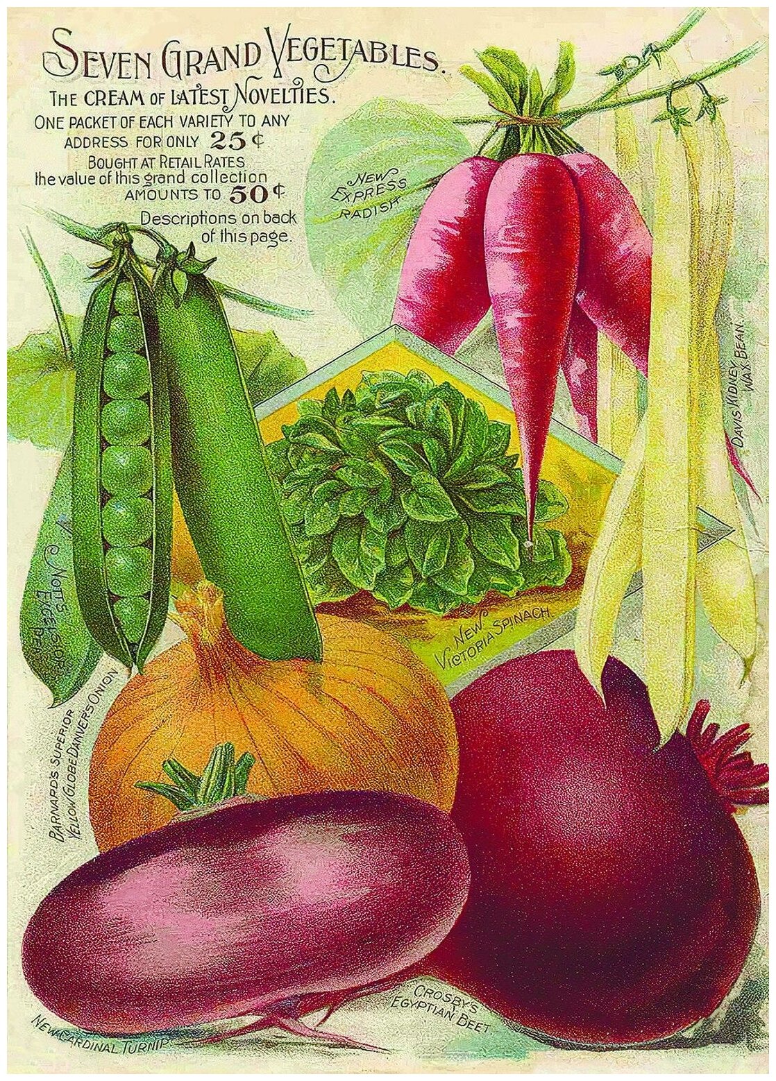 Постер / Плакат / Картина Семь овощей