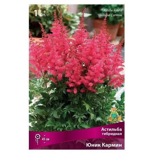 Многолетние цветы. Астильба гибридная Юник Кармин