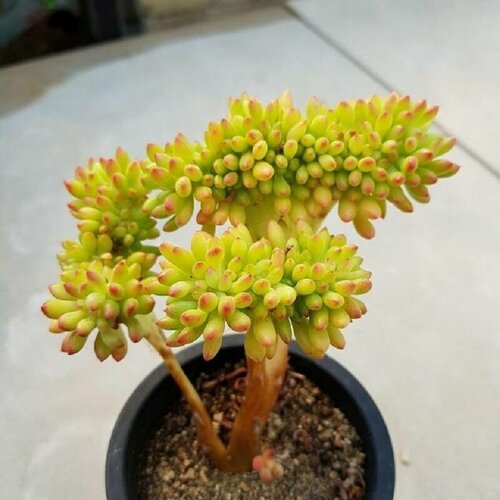 Седум Коринефиллум (Sedum CORYNEPHYLLUM), семена набор для выращивания семена суккулент седум коринефиллум sedum corynephyllum очиток коринефиллум