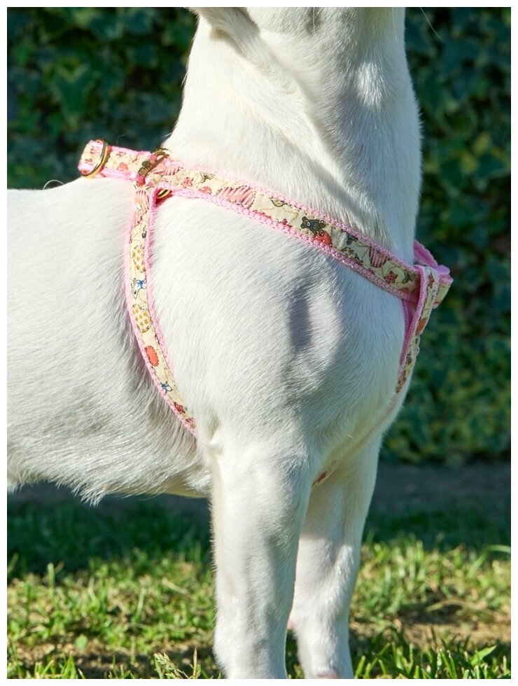 Шлейка для собак Japan Premium Pet / шлейка буржуа для собак мелких пород, цвет розовый, размер SS - фотография № 7