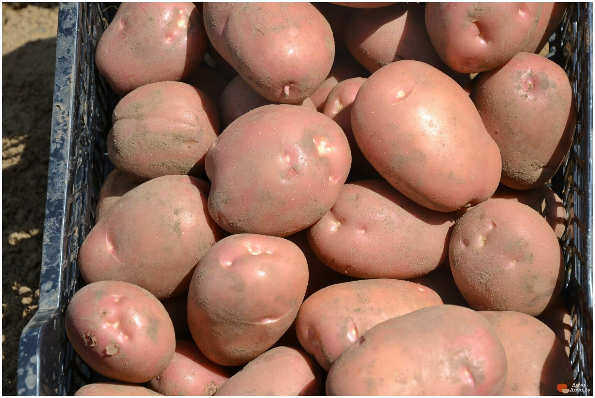 Картофель семенной селекционный сортовой Рикарда клубни 1 кг - фотография № 3