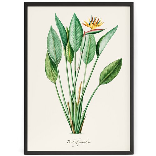 Постер на стену с цветами 90 x 60 см в тубусе