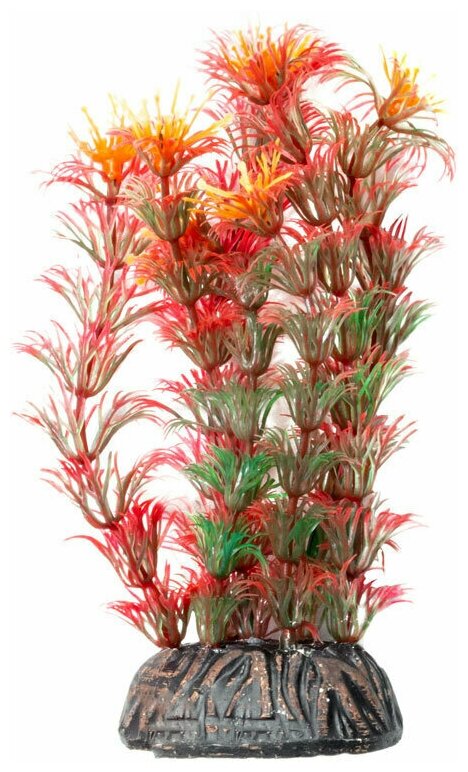 Растение "Амбулия" красная, 100мм, 1шт
