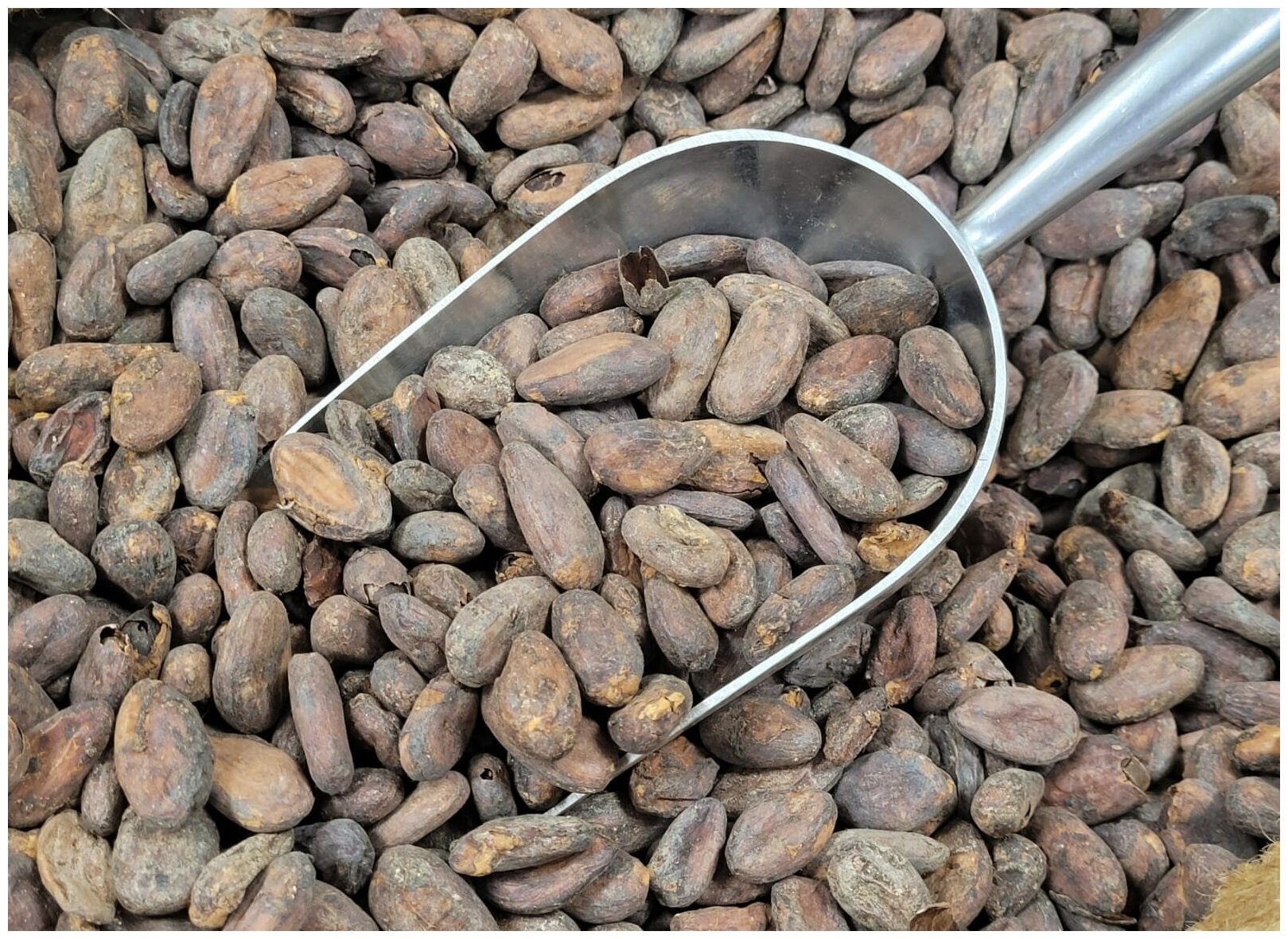 Какао бобы отборные Криолло, Папуа новая Гвинея 1 кг - фотография № 1