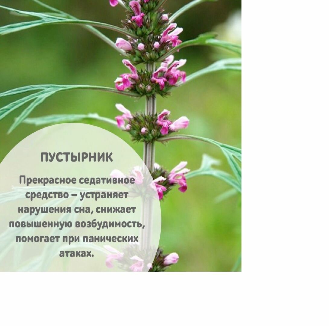 Изображение Успокоительный сбор №2 Фитоседан №2