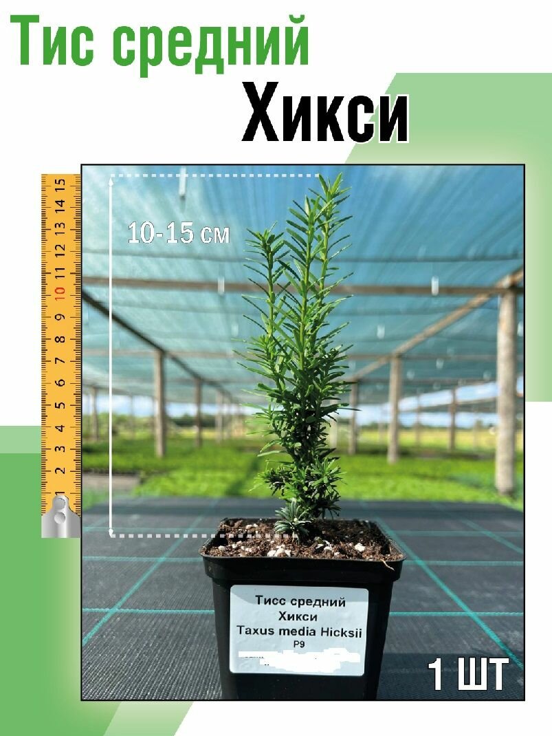 Тис средний Хикси