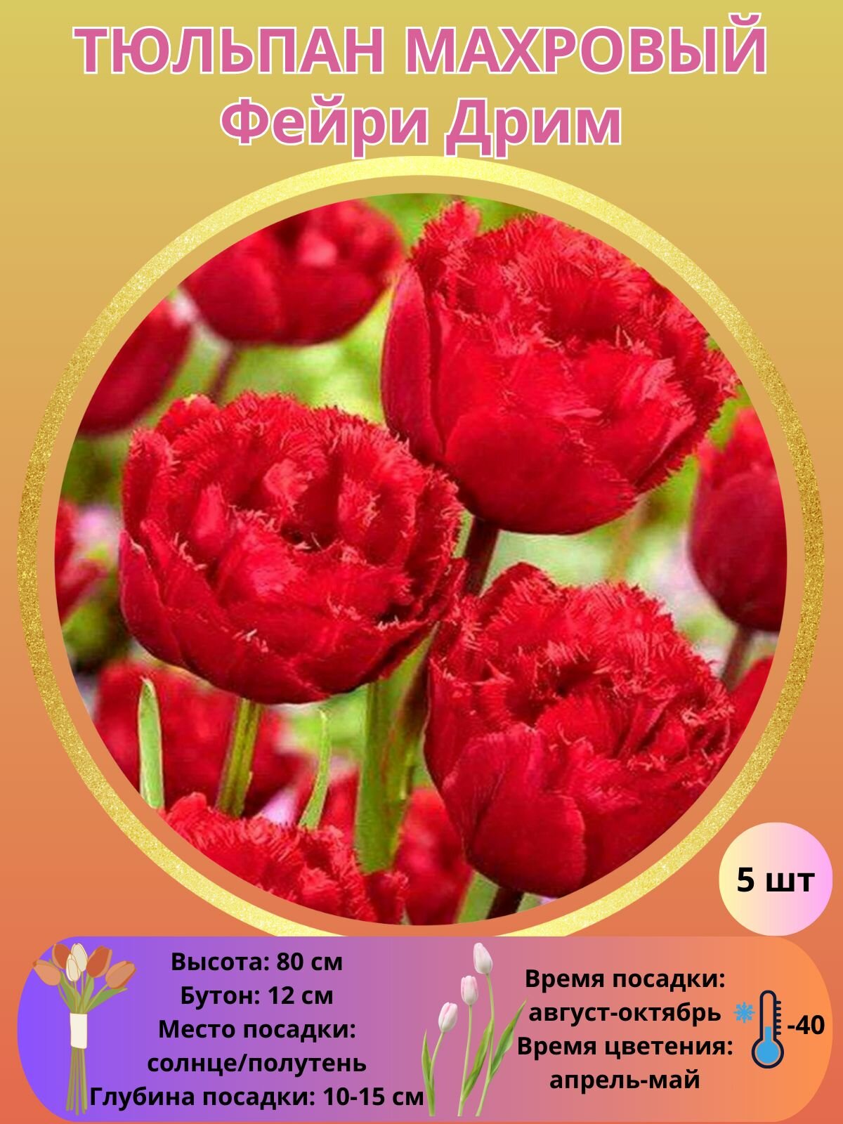 Тюльпан махровый Фейри Дрим, многолетние растения, луковицы