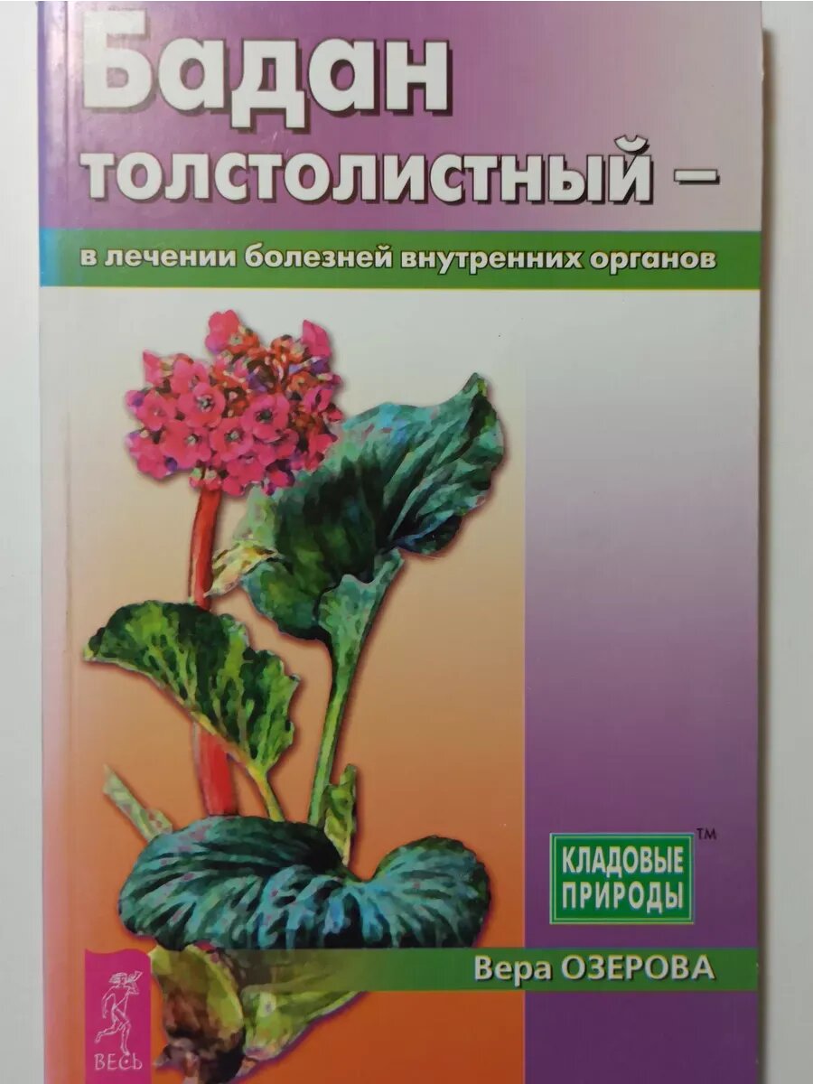 Бадан толстолистный - в лечении болезней