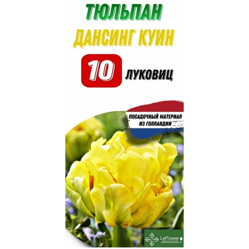 Тюльпан Луковица, Дансинг Куин, 10шт