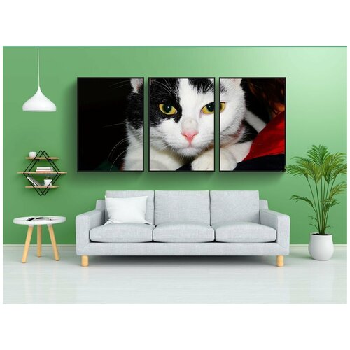 фото Набор модулных постеров для интерьера "кот, домашняя кошка, детеныш" 60x90 см. в тубусе, без рамки lotsprints