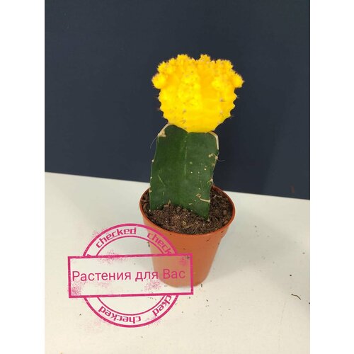 Гимнокалициум желтый