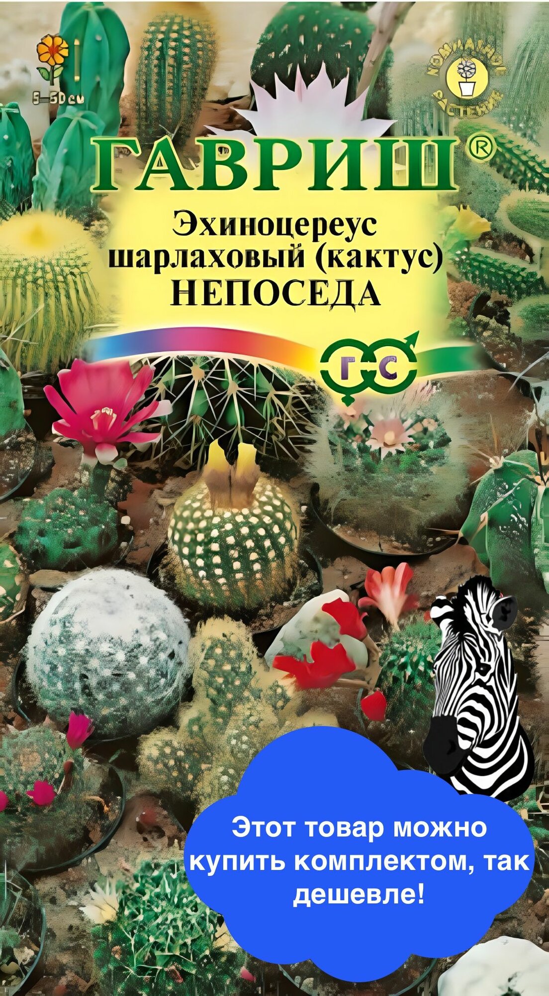 Цветы Кактус Непоседа смесь