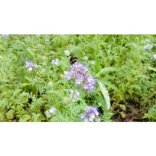 Семена Фацелия СТМ 1 кг 1 шт 430₽