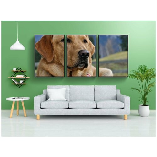 фото Набор модулных постеров для интерьера "собака, лабрадор, закрывать" 60x90 см. в тубусе, без рамки lotsprints