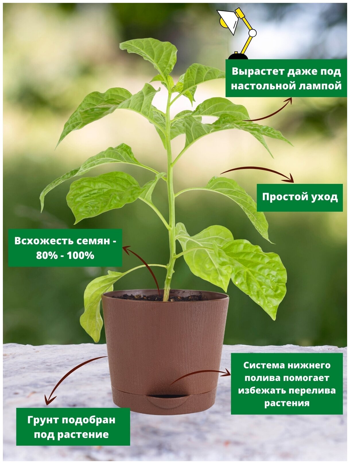 Набор для выращивания растений Перец острый Тринидад Скорпион Шоколадный Plant Republic