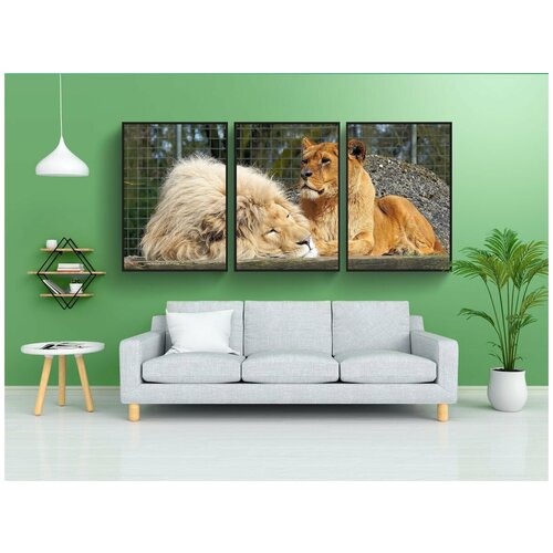 фото Набор модулных постеров для интерьера "лев, львица, большие кошки" 60x90 см. в тубусе, без рамки lotsprints
