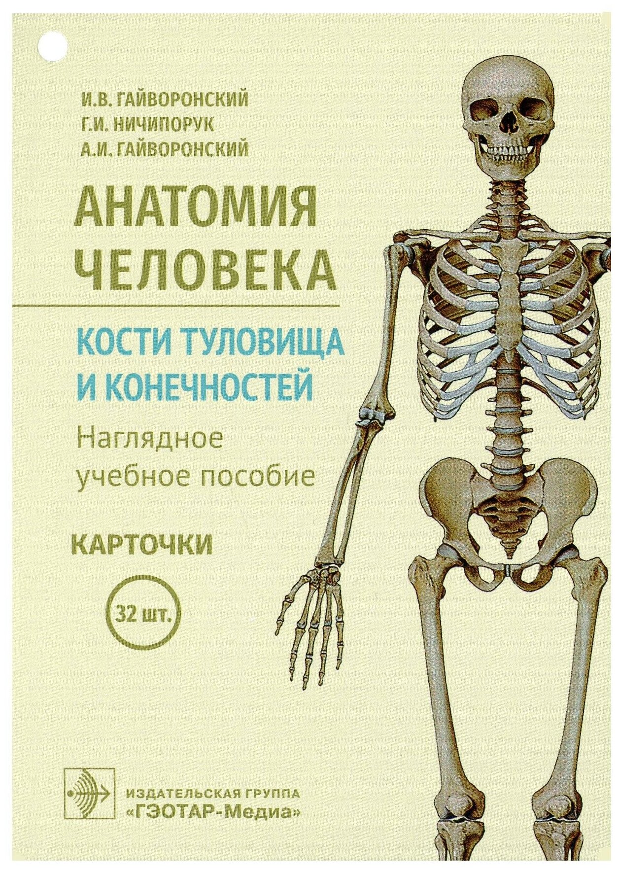 Анатомия человека Кости туловища и конечностей Наглядное учебное пособие Карточки - фото №1