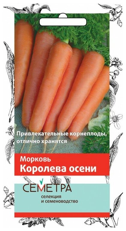 Морковь 