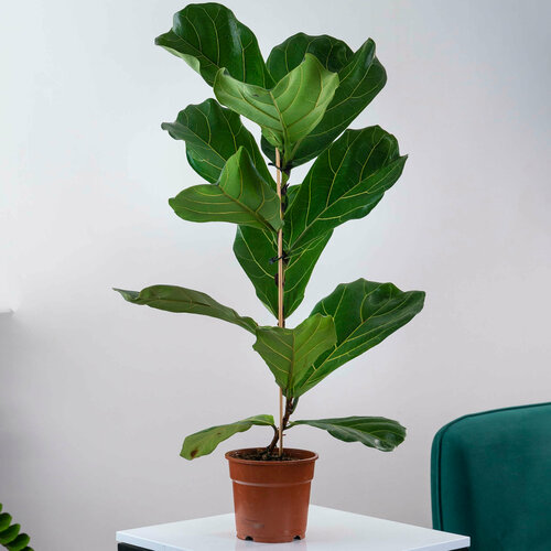 Лирата бамбино , 70 см