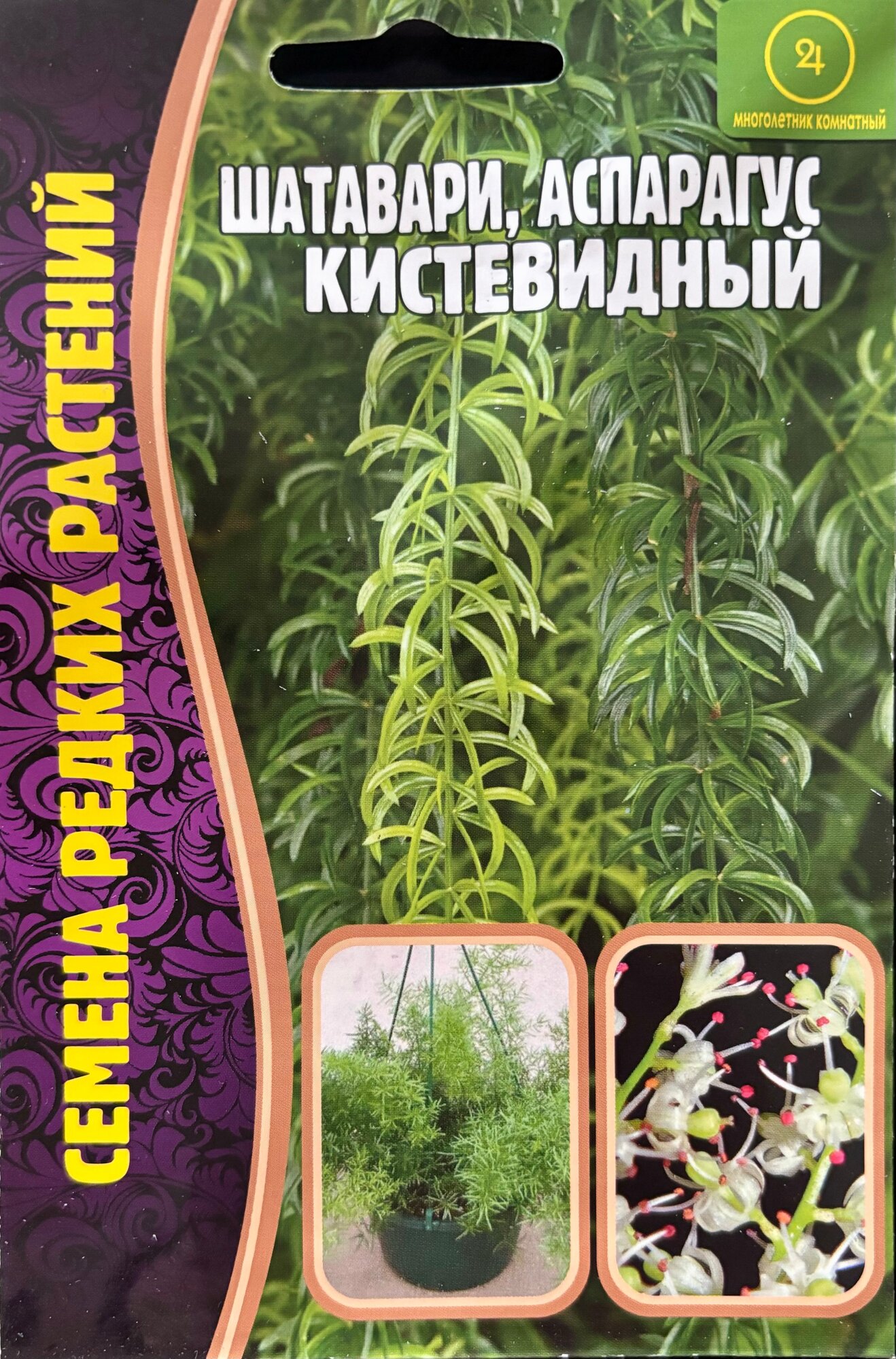 Семена Аспарагуса Кистевидного Шатавари (Asparagus racemosus) (7 семян)