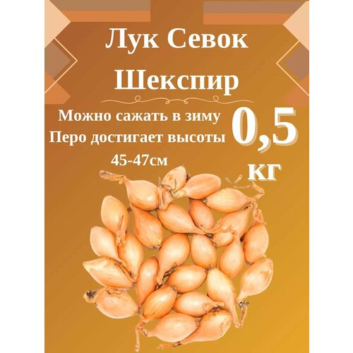 Лук Севок сортШекспир 400₽