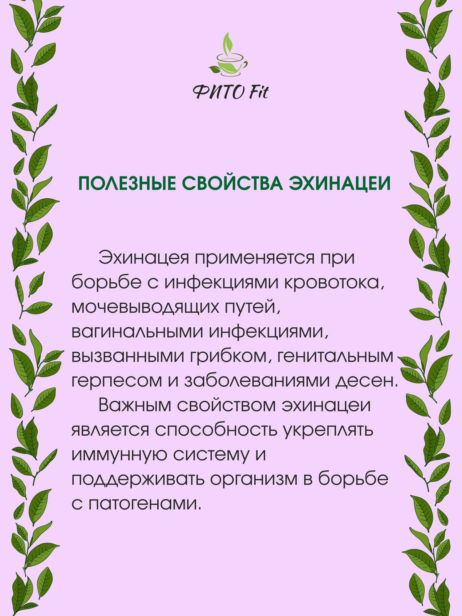 Картинки Эхинацея 100 г - эффективное средство для поддержания здоровья и укрепления иммунитета