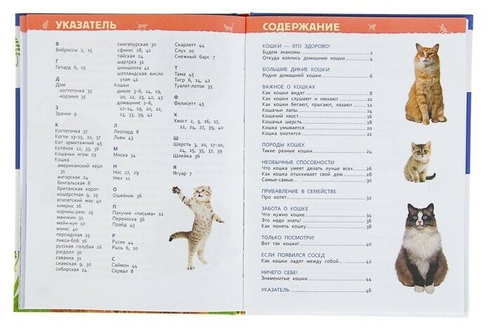 Росмэн Энциклопедия для детского сада «Кошки и котята» - фото №11