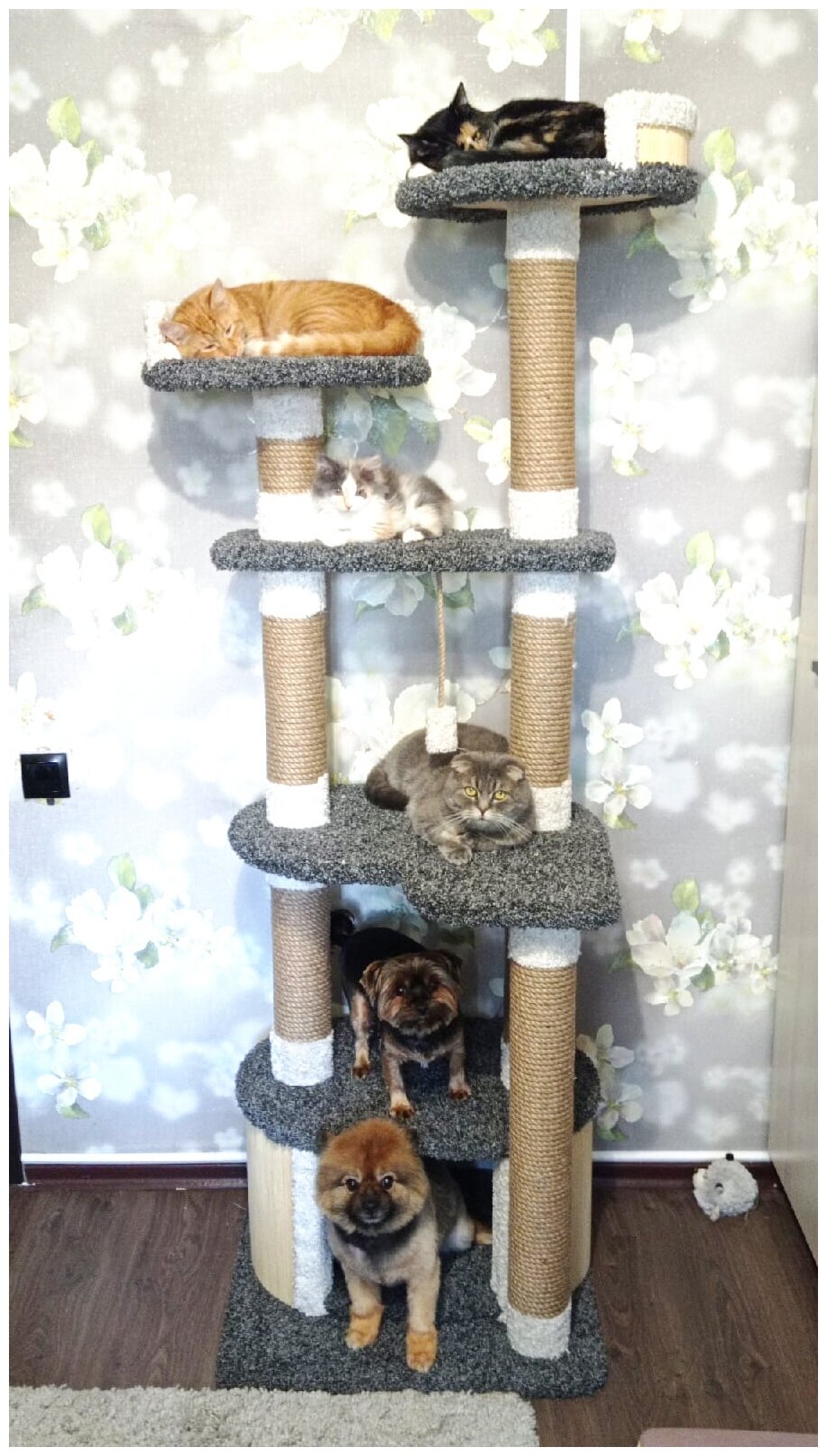 Комплекс для кошек Котомастер "Стелла" Высота 185см., агатовый - фотография № 4