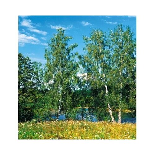 Фотообои глянцевые Березки 134*196 см