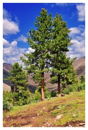 Сибирский кедр (лат. Pinus sibirica) семена 40шт