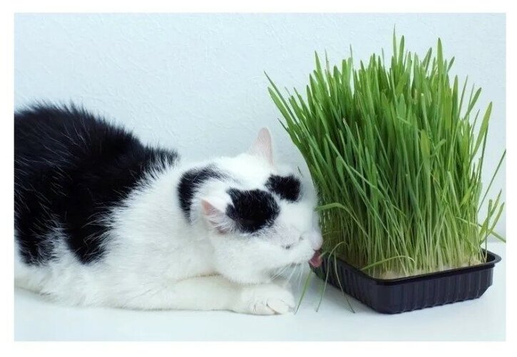 Трава для кошек Зеленые Витамины 10г (Сем Алт) б/п - фотография № 4