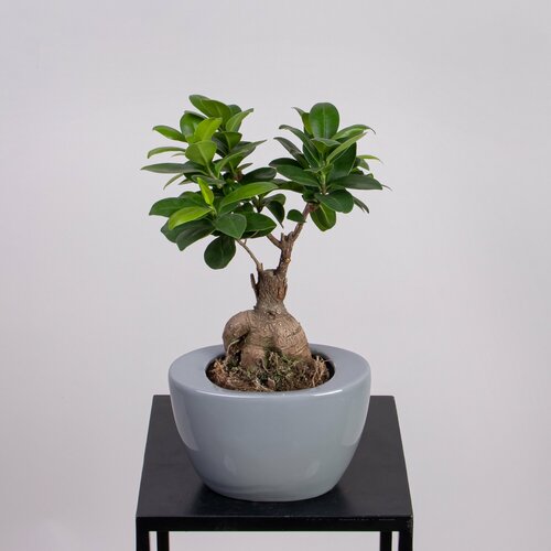 Фикус Микрокарпа Гинсенг в круглой керамике серый/белый/черный (D-14, H-30)