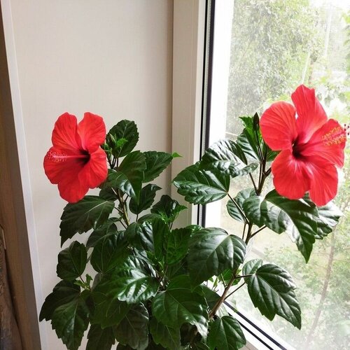 Гибискус Лорд Балтимор мускусный красный (Hibiscus MOSCHEUTOS 'LORD BALTIMORE'), семена