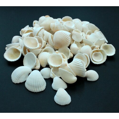 Ракушки морские Клам роза маленькая для декора, морские, натуральные, 1 кг