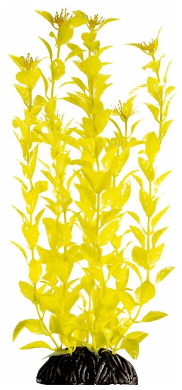Растение Людвигия ярко-желтая, 300мм, 2 шт.