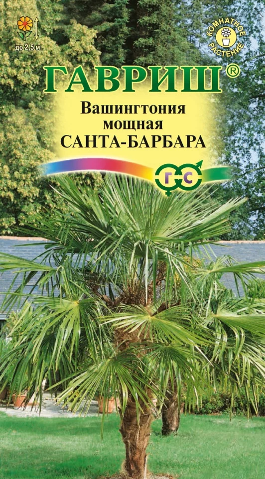 Семена. Вашингтония мощная "Санта-Барбара" (3 штуки)