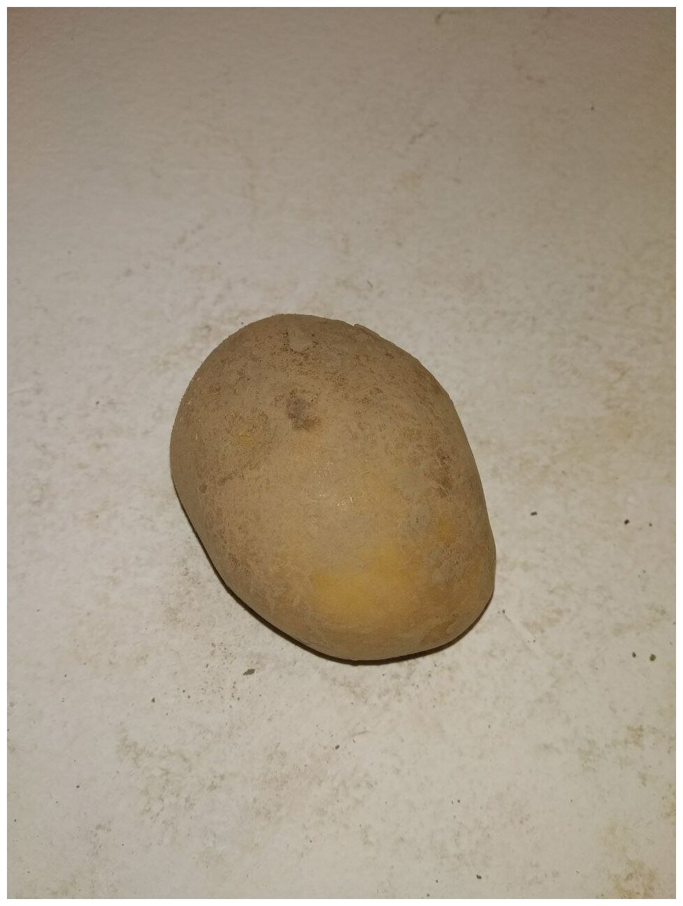 Картофель семенной винета (Адретта) клубни 2 кг - фотография № 7