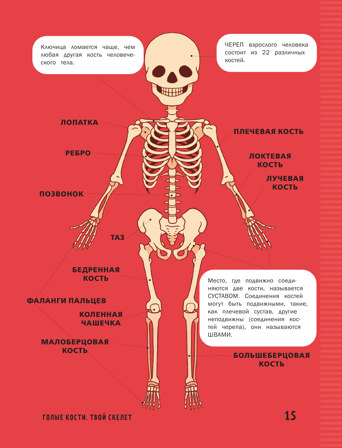 Книга о теле человека с полезными заданиями и упражнениями - фото №9