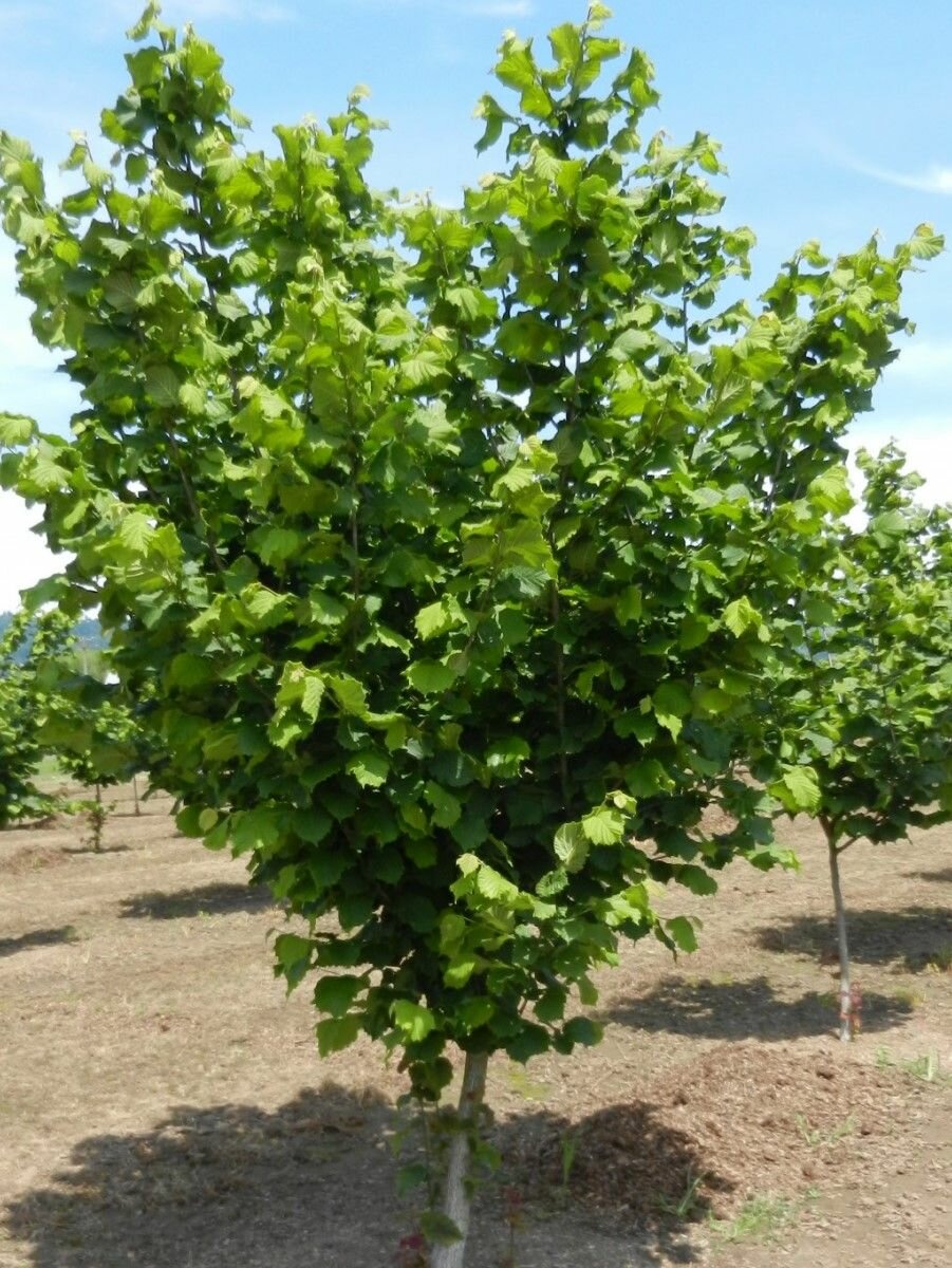 Семена Орех фундук Трапезунд (Corylus avellana Trapezund), 10 штук семян — фото 1