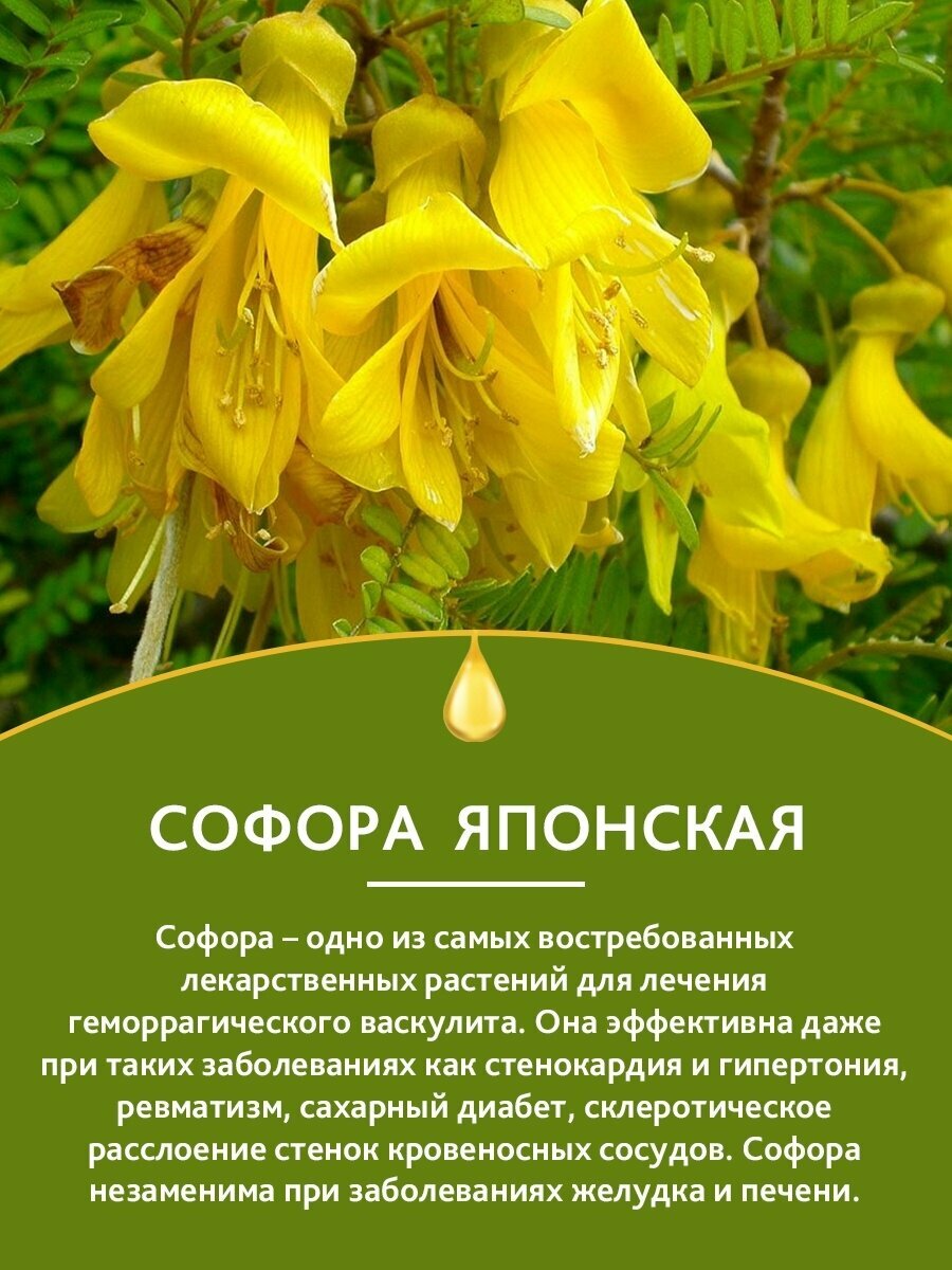 Антисептические Настойки Софора японская настойка / для иммунитета и здоровья сердца сосудов / от гипертонии высокого давления