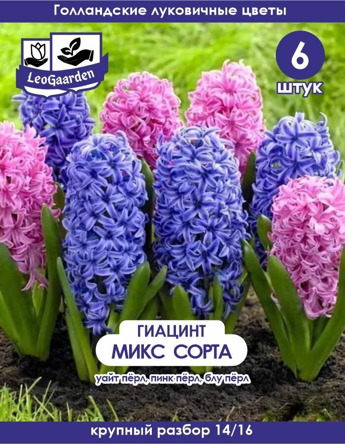 Луковицы цветов гиацинт Микс сортов 6шт