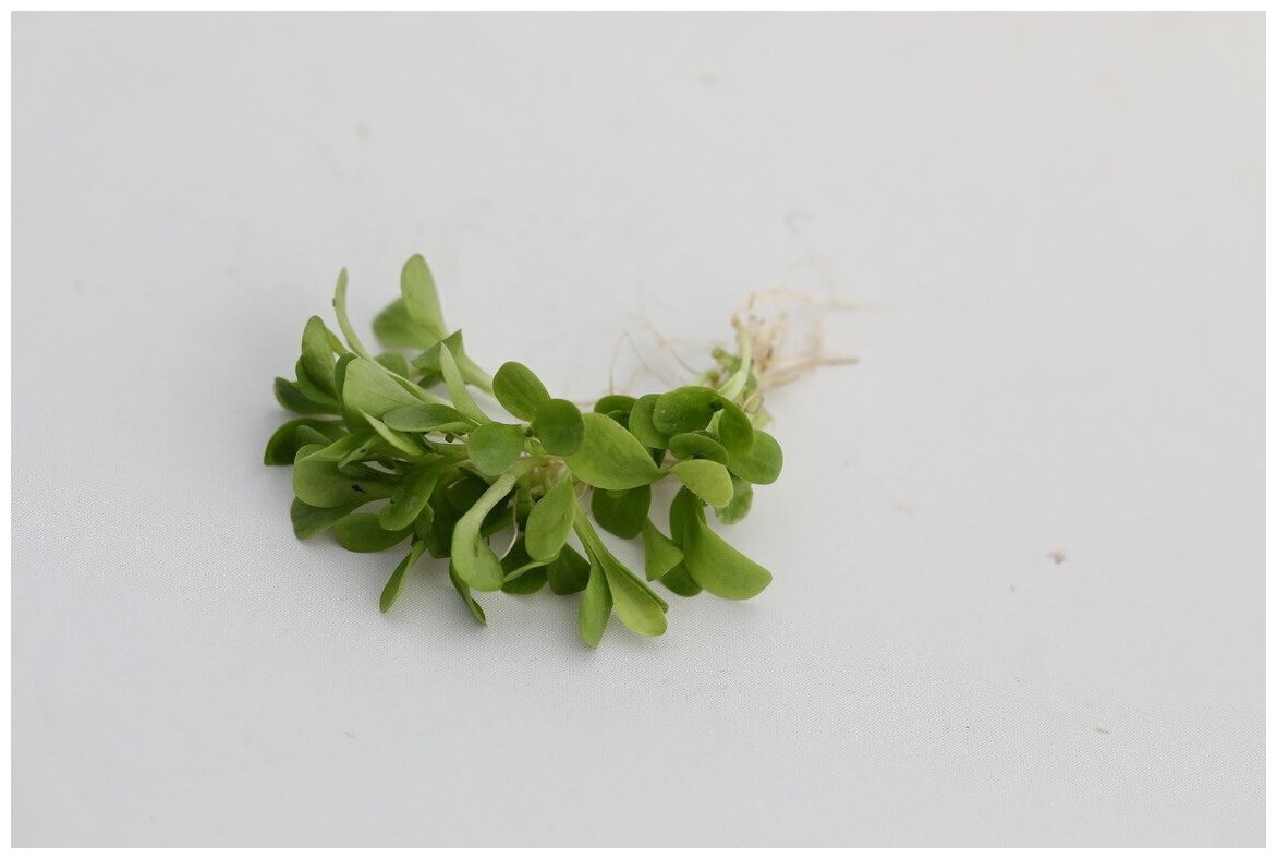 Элитные семена для микрозелени Цикорий листовой зеленый Джельсомино 20 гр. - фотография № 3