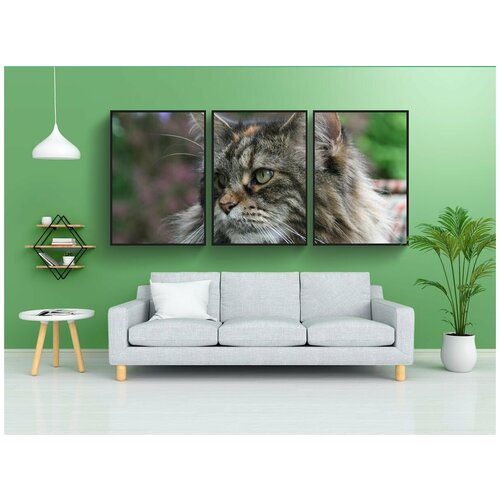 фото Набор модулных постеров для интерьера "мейн кун, кот, похмелье" 60x90 см. в тубусе, без рамки lotsprints