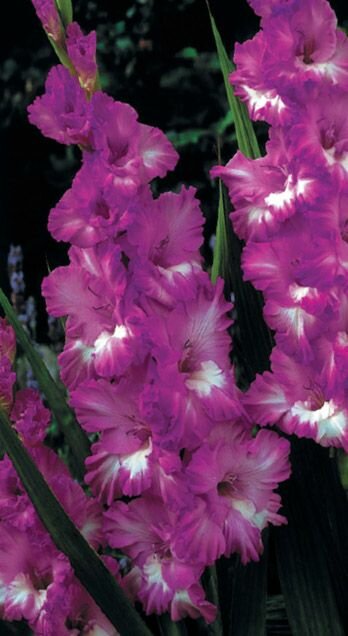 Гладиолус Лазурное Кружево; Луковица