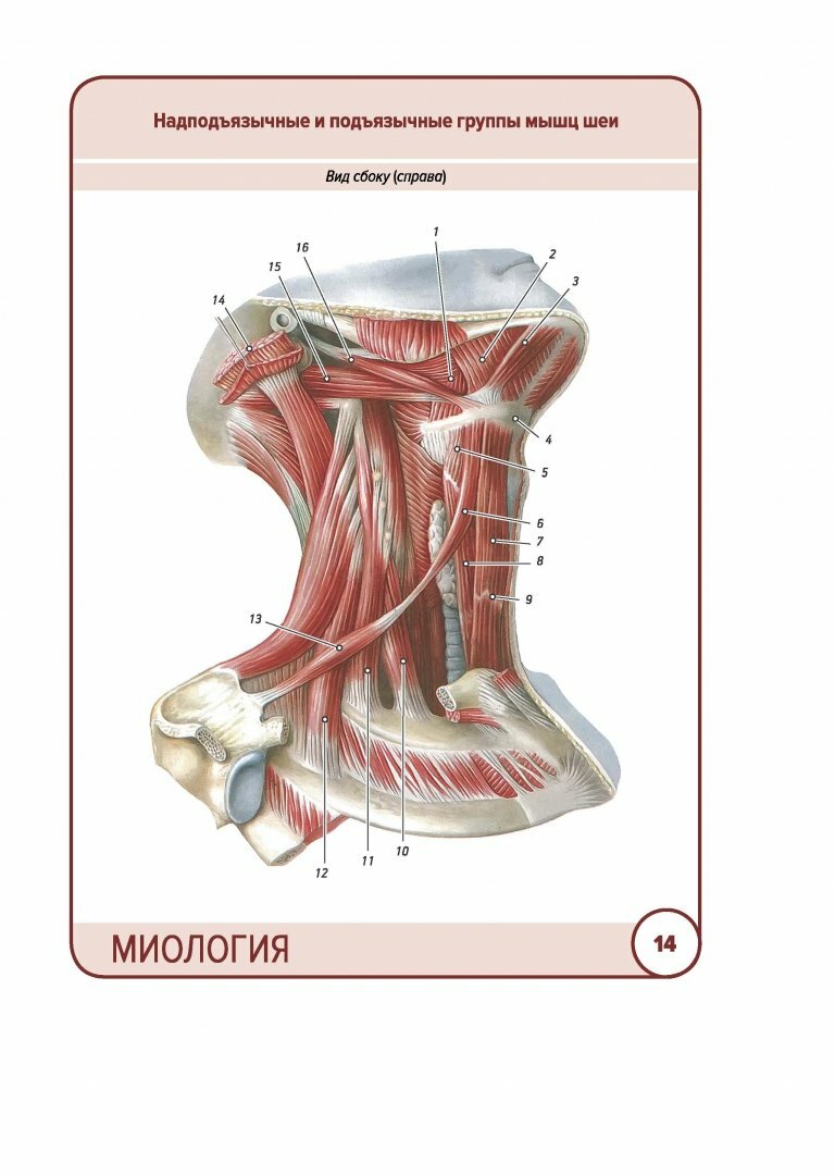 Анатомия человека. Карточки. Миология - фото №13